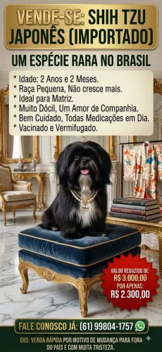 Linda Shih Tzu Fêmea - Linhagem Especial