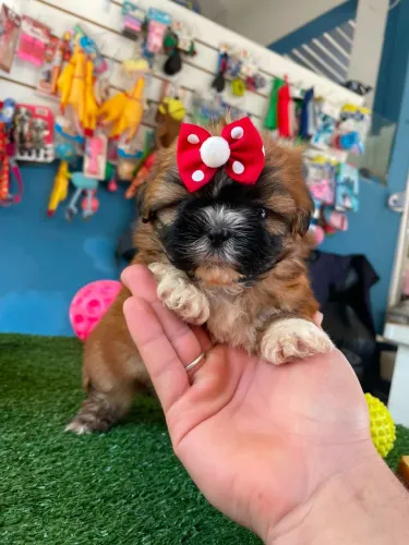 Filhote de shihtzu fêmea cor dourada