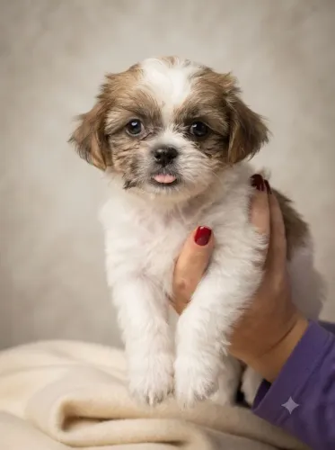 Vendo filhote de shi-tzu apenas 3 restantes 1 femea e 2 Machos