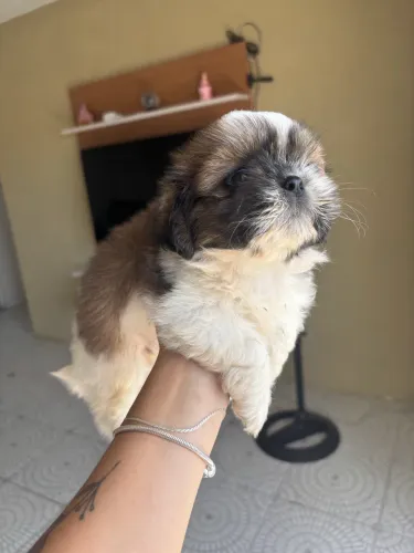 Cachorrinha Shih-tzu