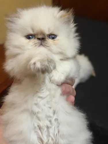 Filhote de gato persa fêmea 