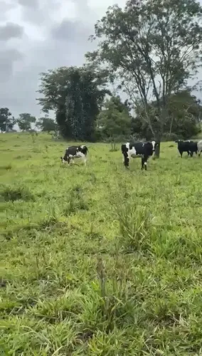 Fazenda a venda, em Padre Bernado - Goiás!