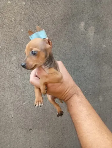 Pinscher Zero vermifugado