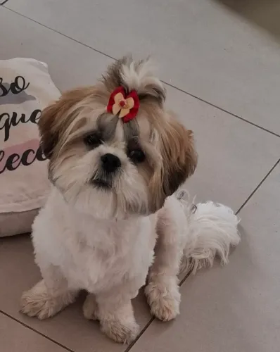 Filhote shih tzu