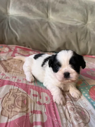 Lindíssima filhote SHIHTZU fêmea 