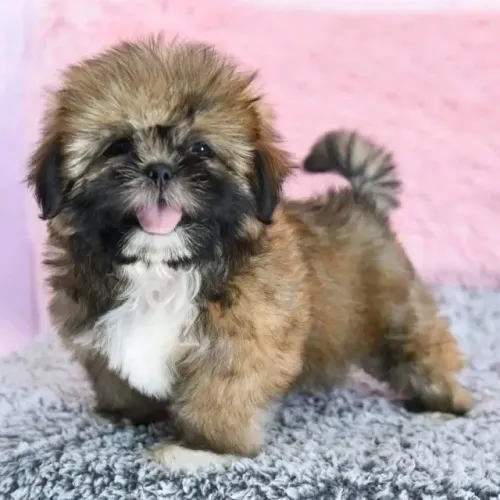 Filhotes de Shih Tzu | Encanto em cada olhar!