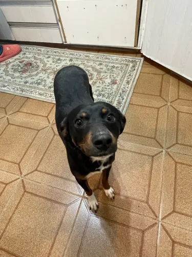 Cachorra vira-lata 