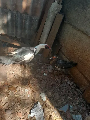 Casal de Pato adulto
