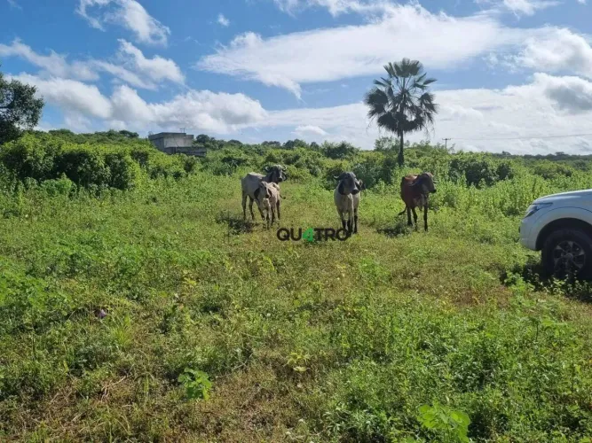 : 106 Hectares às Margens da CE-253 (Acarape - Pacajus)