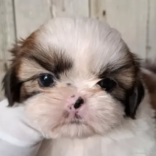 Neném Macho e Fêmea com Garantias Shih tzu/shitzu SP