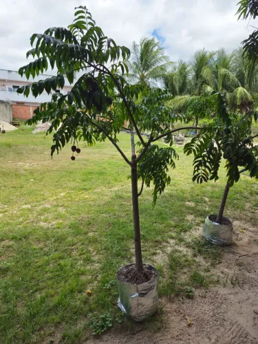 Cajarana precoce