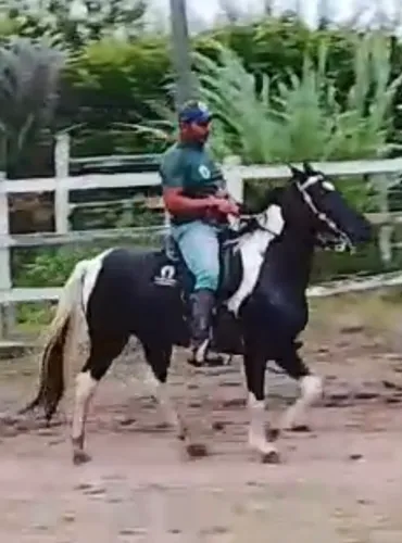 Cavalo mangalarga Pampa de Preto