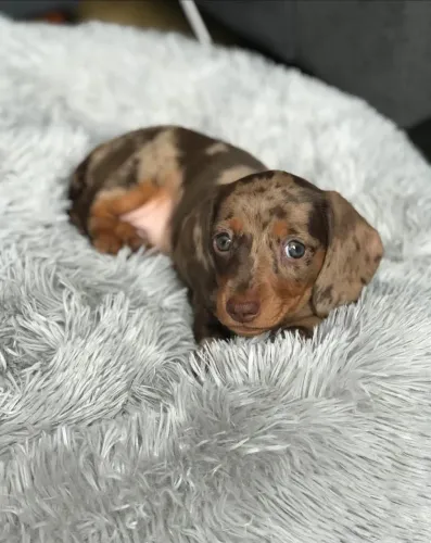 Último Basset Arlequim Macho - Conheça Esse Pequeno Encantador