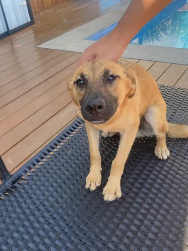 Doação cachorro filhote ? 