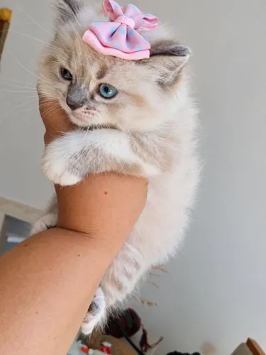 Gata persa lindeza exclusiva 2 meses vacina