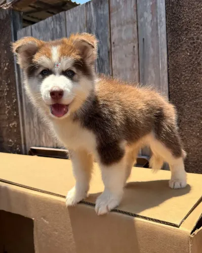 Filhote Husky Siberiano Fêmea