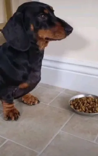 Basset salsichinha filhotes