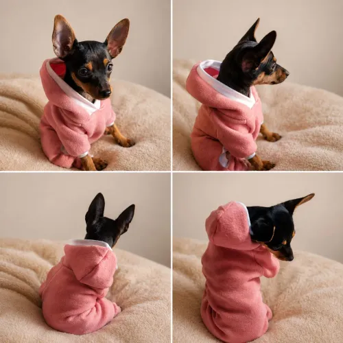 Pinscher fêmea 