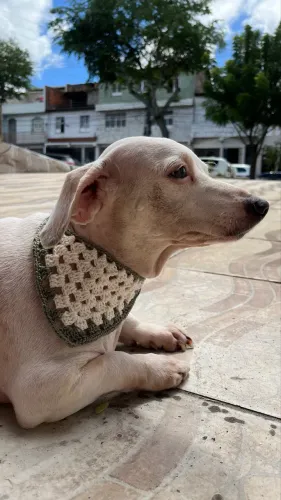 Crochê bandana pet
