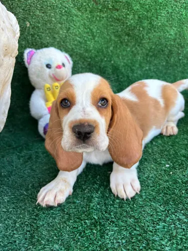Basset Hound filhotes