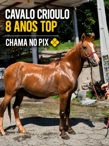 Cavalo Crioulo 