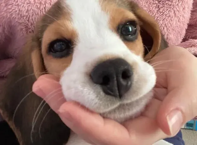 Filhote Beagle, Quem resiste a esses olhinhos brilhantes?