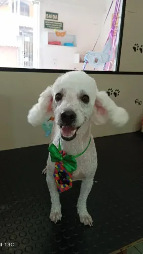 poodle porte médio