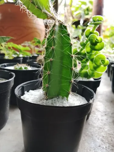 Cactos
