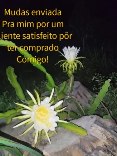 Leia o anúncio: vendo tudo por 200 reais Mudas de pitaya branca