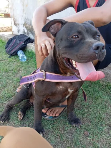 Procurando namorado para american Bully fêmea