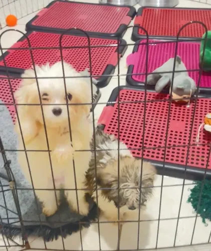 Lindos e pequeninos  Bebês da Esmeralda