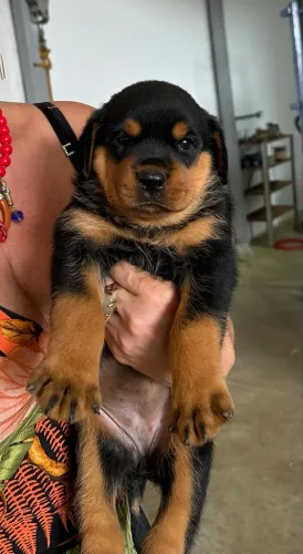 Rottweiler cabeça de touro