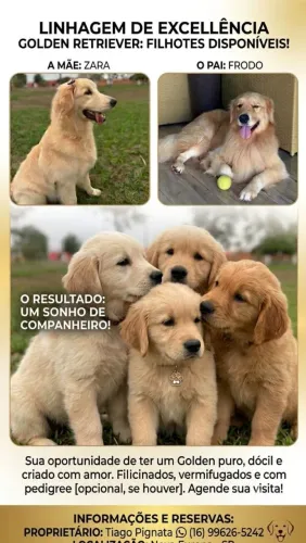 Filhotes de Golden retrivier 