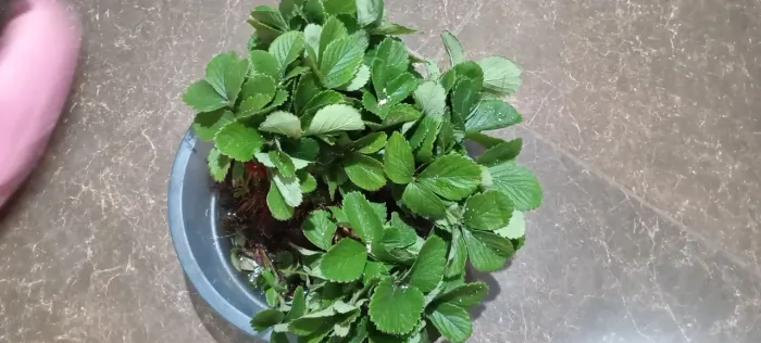 Mudas de morango 