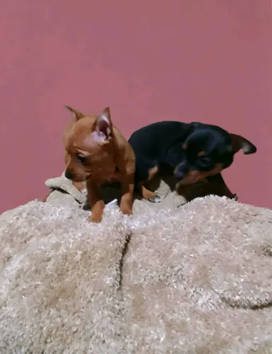 Nenês dogs