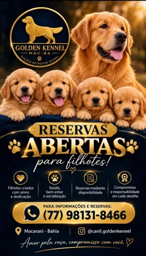 Filhotes Golden Retriever