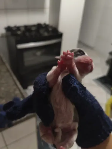 Vende-se filhotes de Shitzu 4 fêmea 2 macho estão mamando ainda !