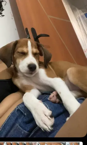 Estou doando cachorrinha super dócil 
