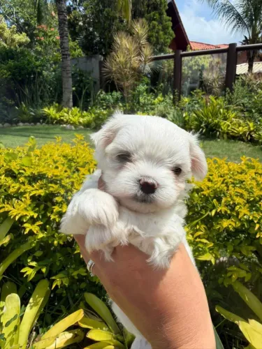 Maltês Macho Micro!! Um Príncipe.
