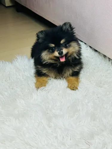 Spitz anão micro (fêmea) rosto perfeito.