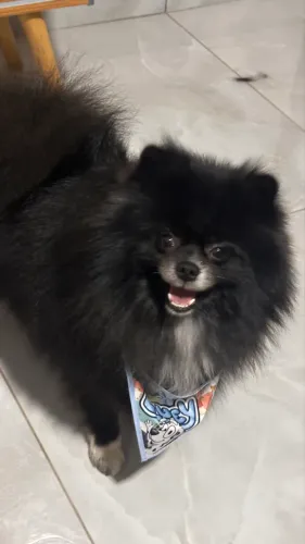 Spitz Alemão Disponível para Cruza