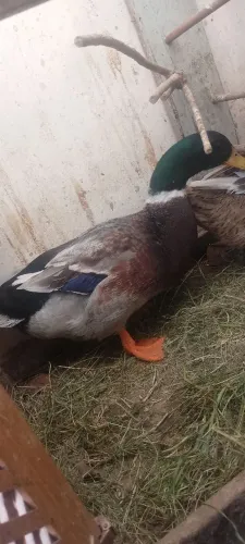 Casal de marrecos gigante