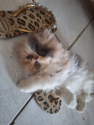 Gata persa tricolor fêmea 