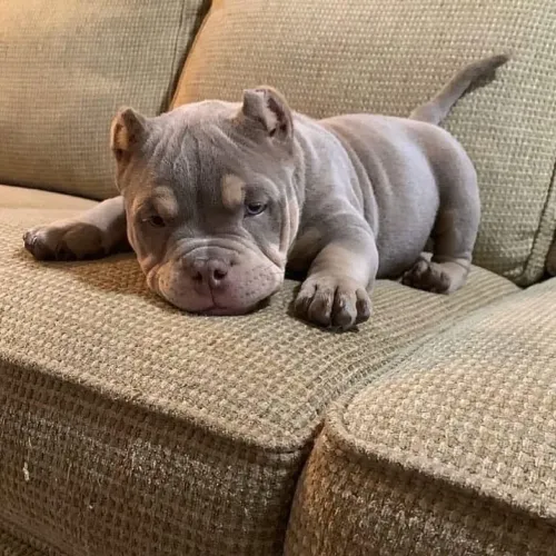 American Bully - Um Pet Que Pode Ser A Surpresa Da Sua Semana