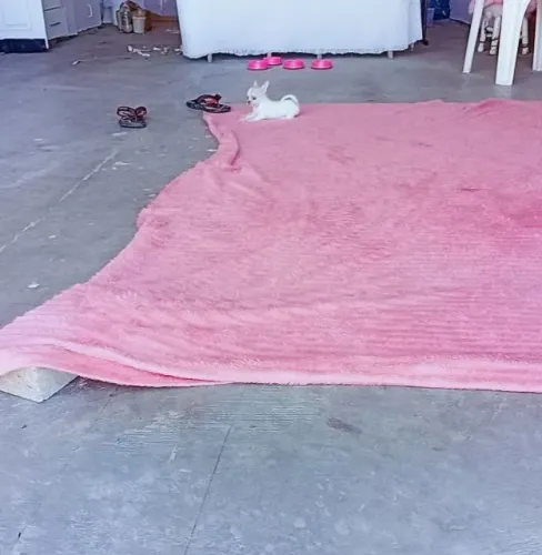 Filhote de chihuahua 