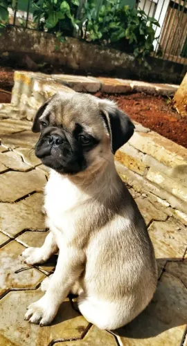 Pug,Pug Filhote Disponível Alta Qualidade
