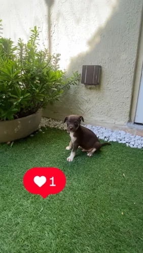 Cachorro oferta pincher com chiuaua olhos azuis zap 85 99629.3794