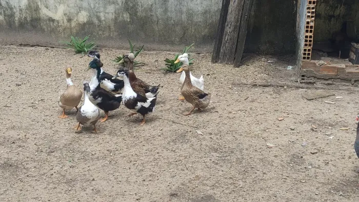 Vende-se marrecos pompom diversos