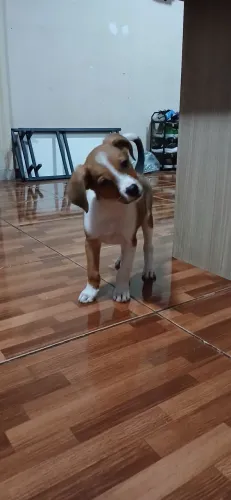 Doação filhote de cachorro