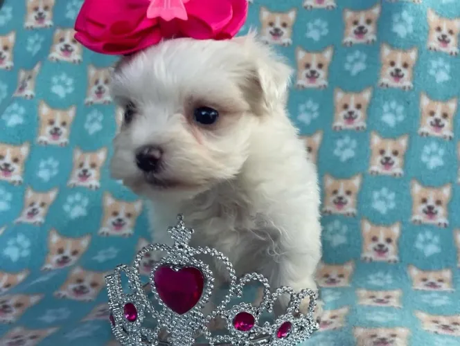 Filhote de Maltês um pequeno amor de quatro patas